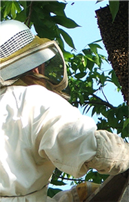 beekeeping